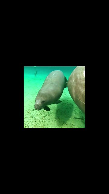Manatee Close Up With Her Sea Calf Filmed @ 3 Sisters Springs
