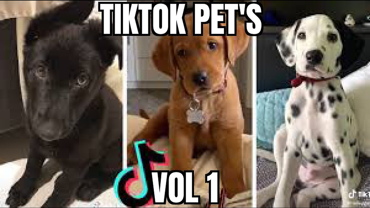 TIKTOK PETS VOL 1