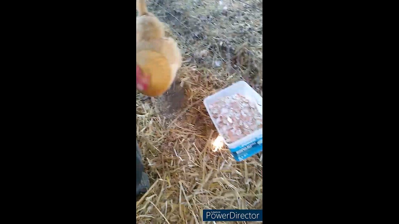 Getting Chickens Ready for Winter