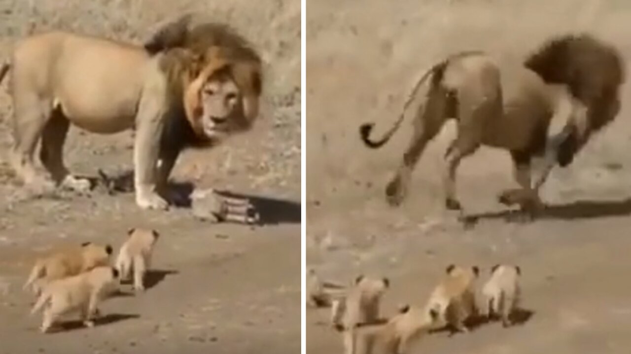 Lions cabs relentlessly follow dad as he tries to escape them