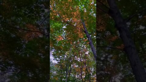 Sunset reflection on trees