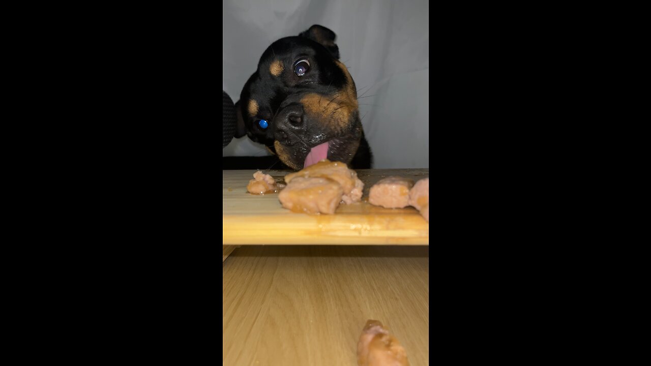 Cute Dog Eats Raw Beef ASMR #viral #trending