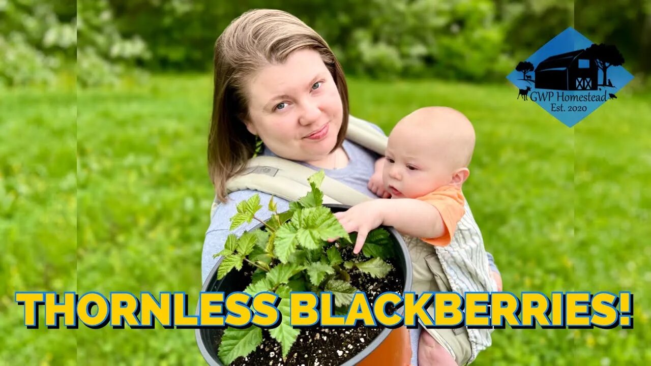 Planting Triple Crown Blackberries // Spring 2022 Orchard Update