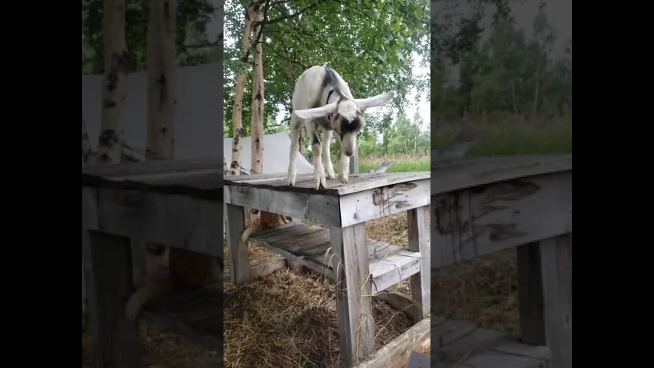 Goat Fail, But He's Young