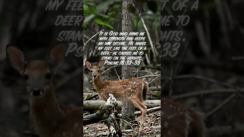 Psalms 18:32-33 #God #arm #strength #keep #way #feet #deer #stand #heights #Bible #christian #shorts