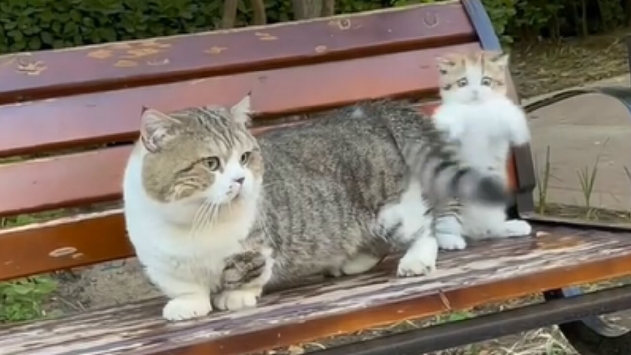 Mother cat is playing with her cute little daughter...