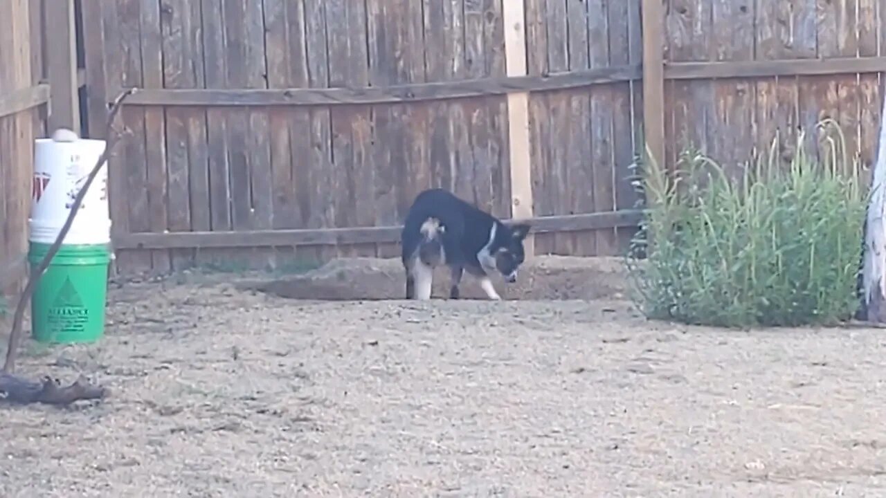 Diggin' Daisy