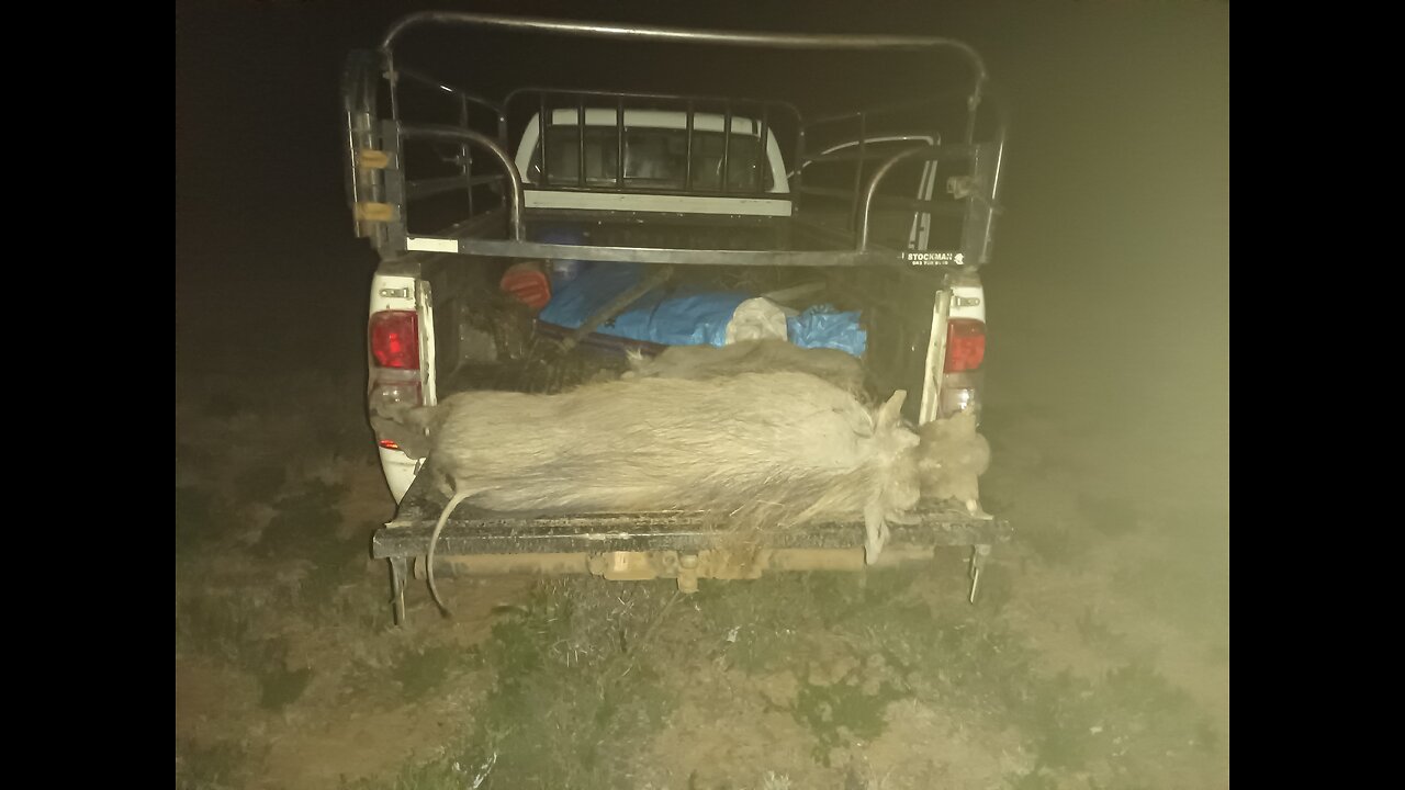 far to many warthog in land