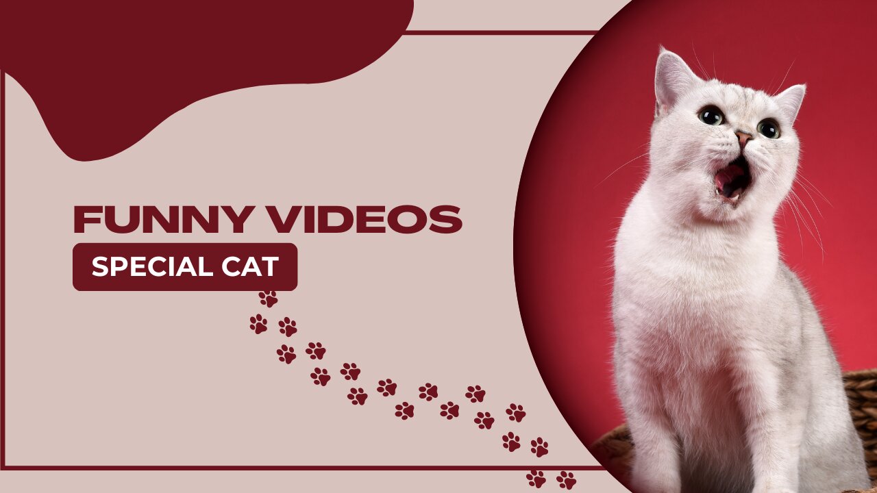 funny video special cat