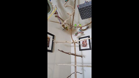 Budgies from Canada