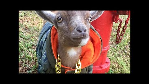 M3th Z0mbie Goat Yoga