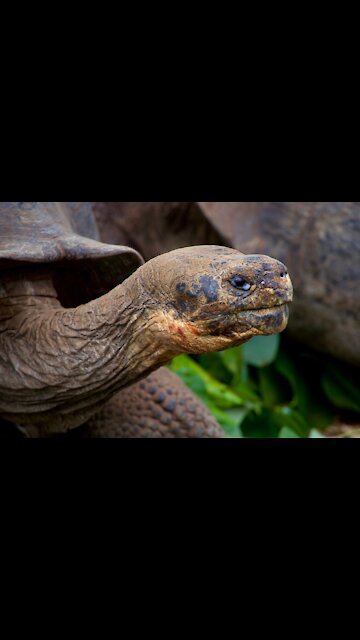 Giant turtle more than 200 years old
