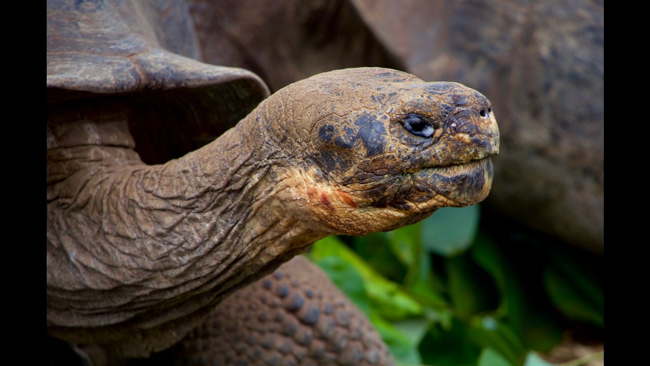Giant turtle more than 200 years old