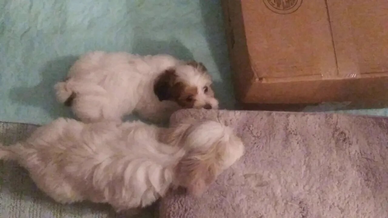 F Litter (& Ella) - Playtime(1)