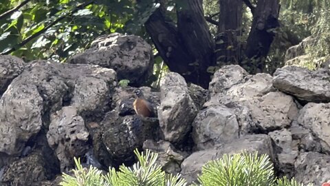 American Robins Are Water Customers Too!