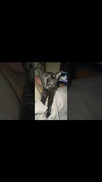 Making Biscuits & Purring Loud