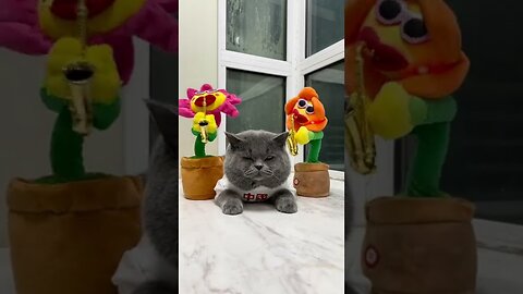 FUNNY CAT