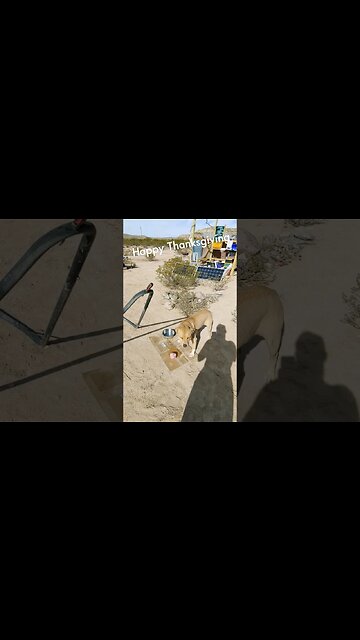 happy thanksgiving we have so much to be happy for on the homestead