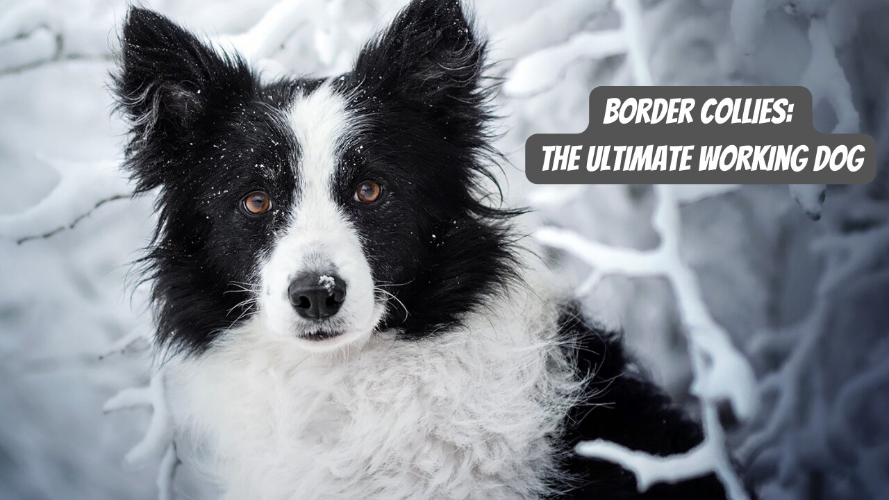 All About The - Border Collie