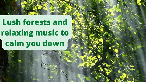 Lush forests and soothing music to soothe you