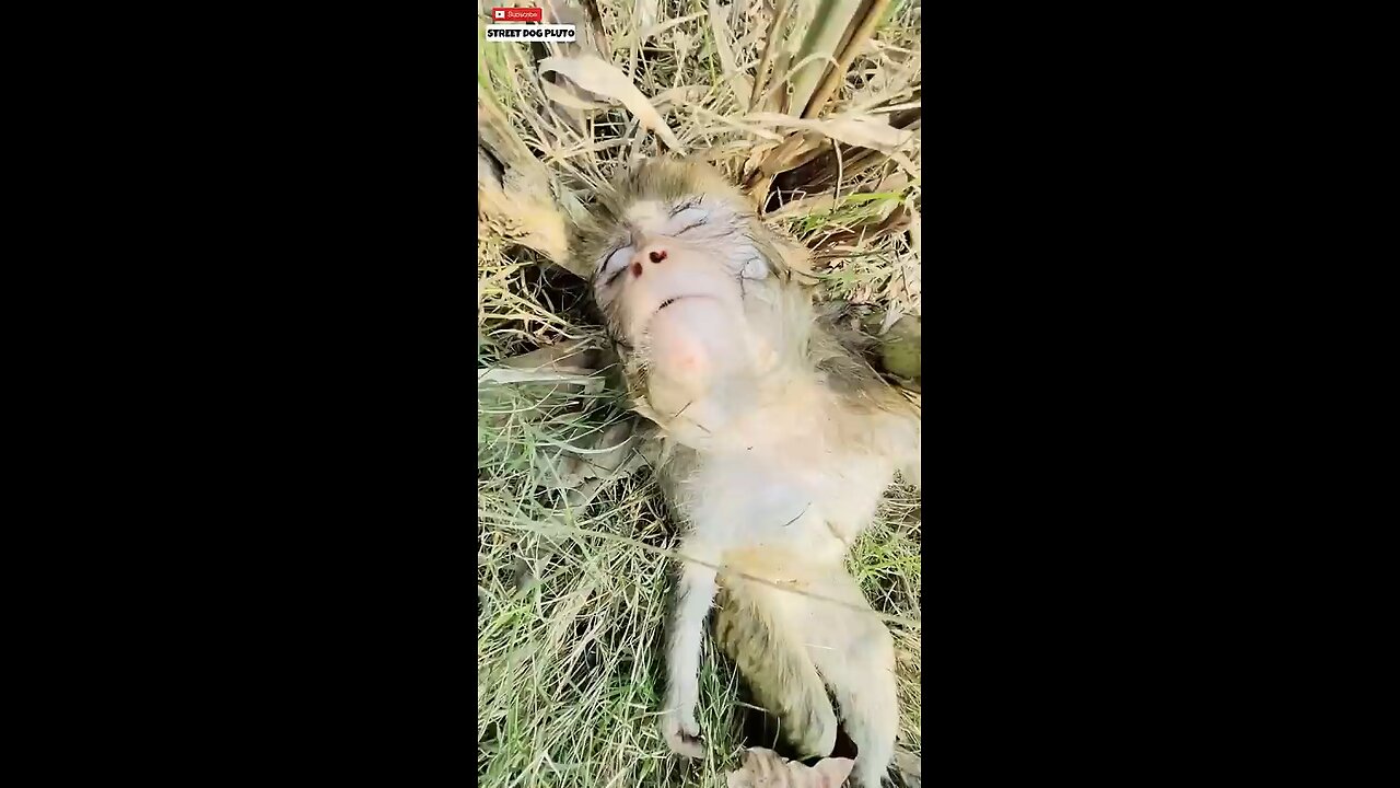 monkey help