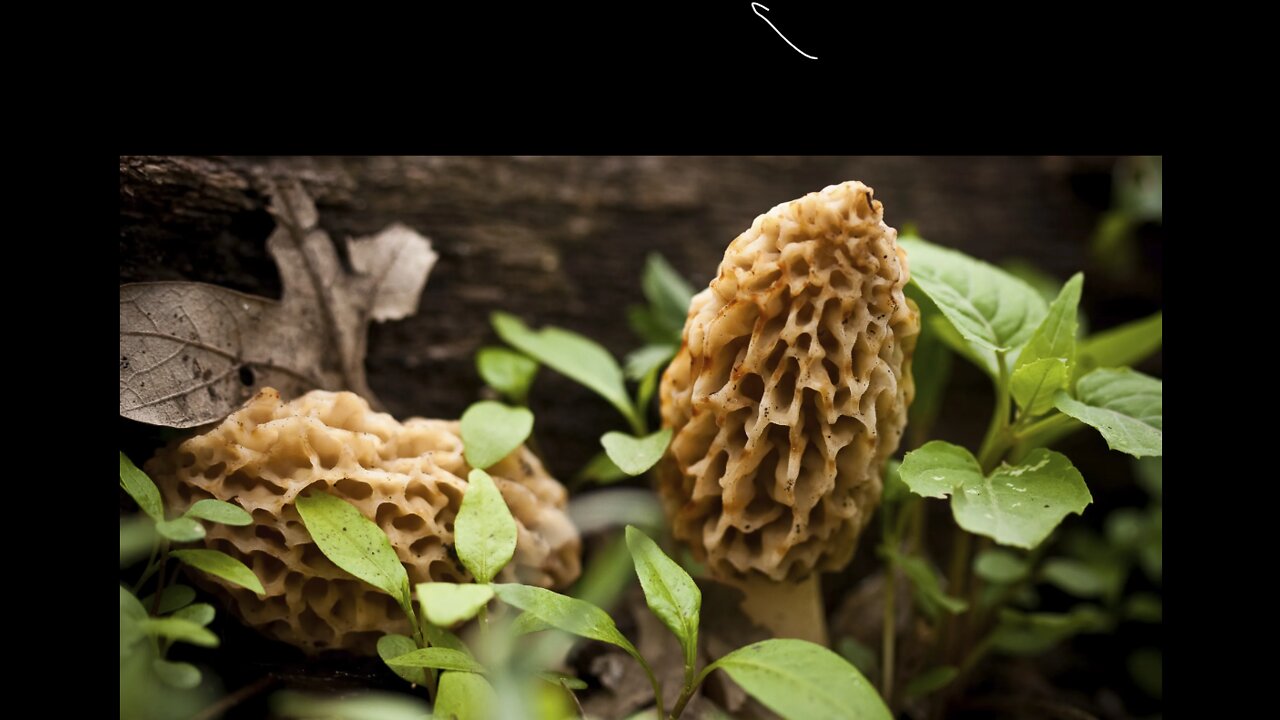 Rare mushrooms around the world