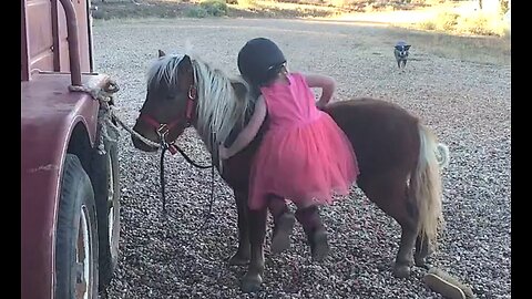 Three Year Old Trying To Mount Her Miniature Horse - Never Give Up! - HaloRockNews