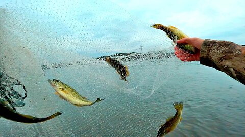 catfish in the cast net