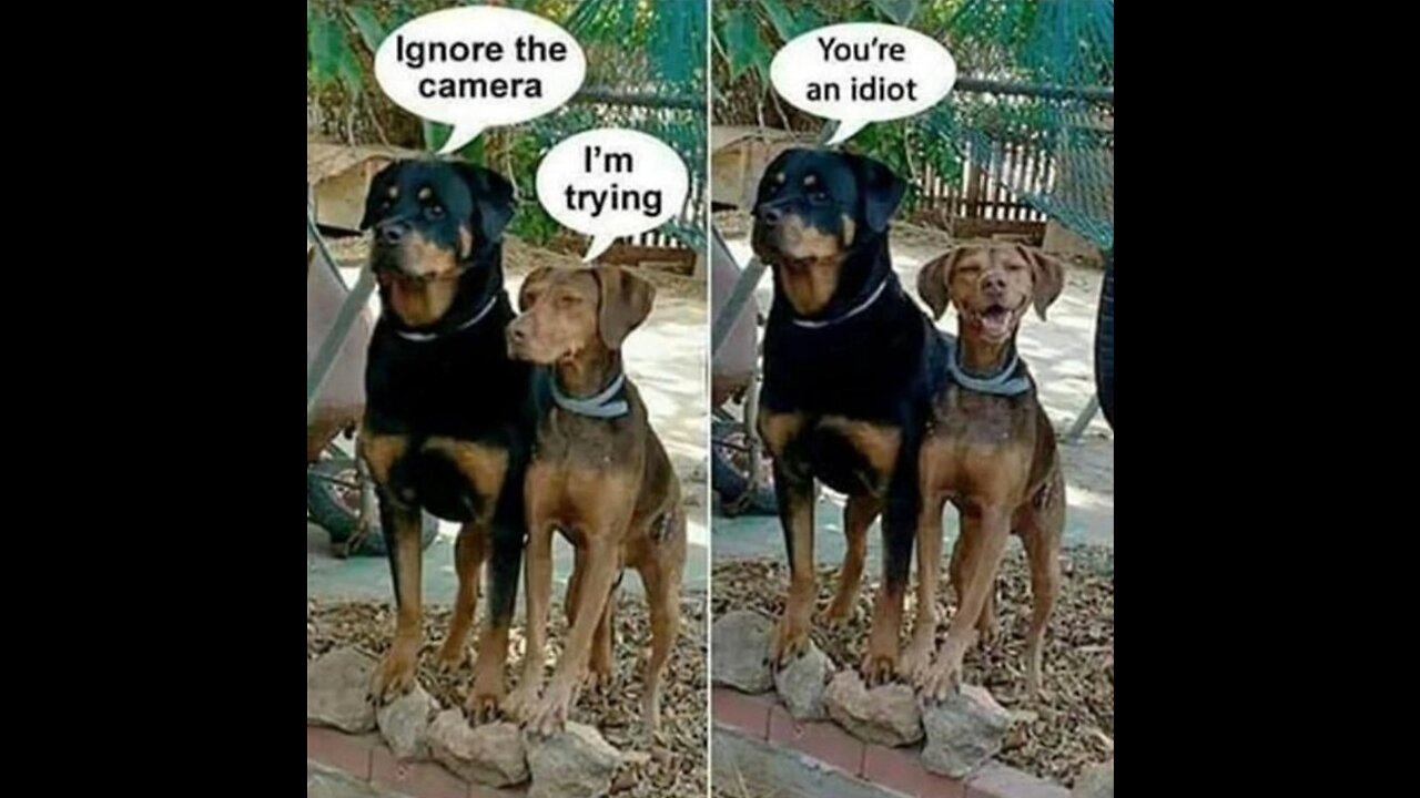 Funny Memes Compilation