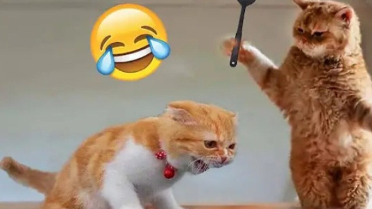 Top Crazy Cat Funny Fails