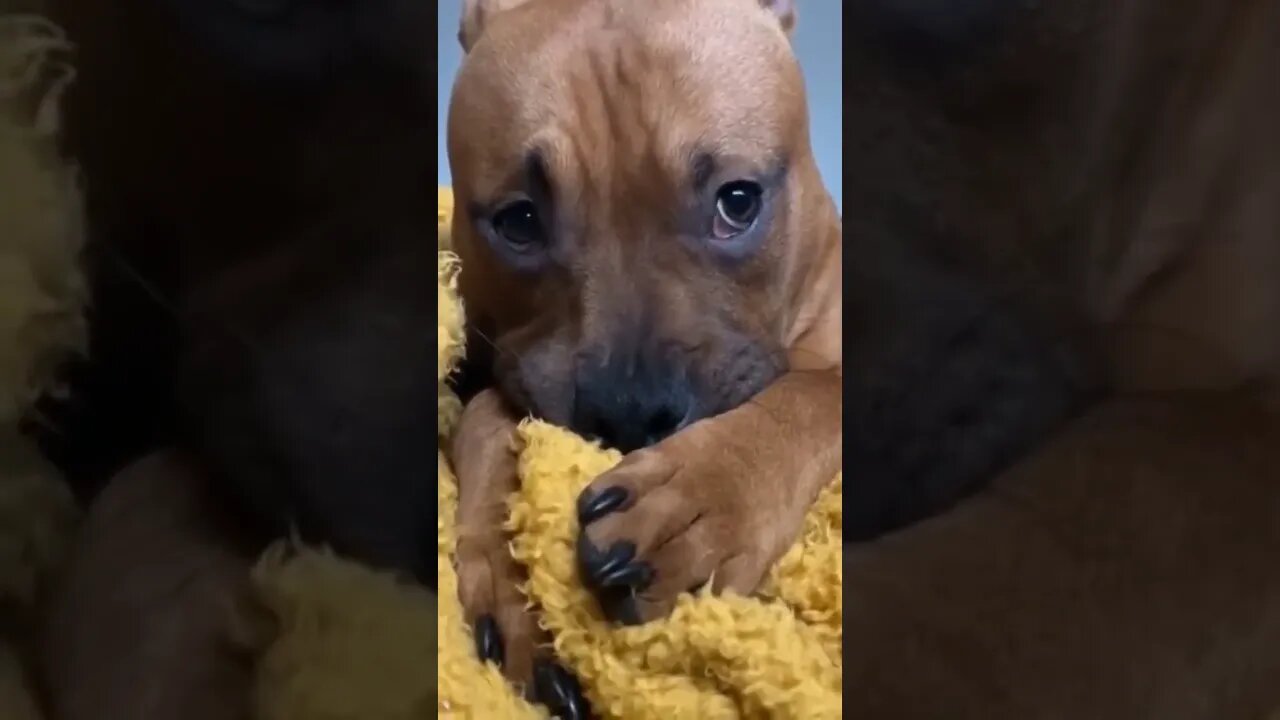 Cute dog / Funny dog video / Funny dog #NatureShortsVideo