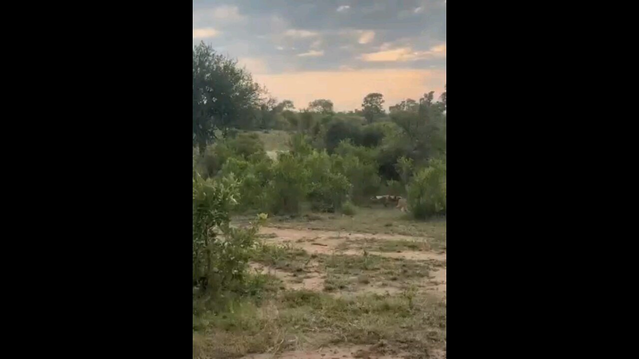 Wild Dog Vs Antelope