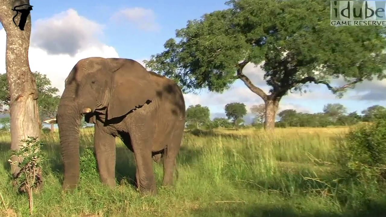 Elephant Bull