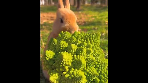 Beautiful rabbit