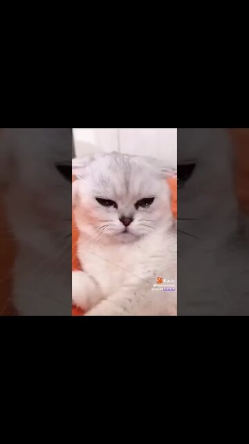 os melhores vídeos cão e gatos engraçado 6 #shorts