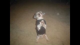 Maximus wants to play...