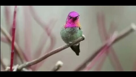 Bird Changes 62 Colours