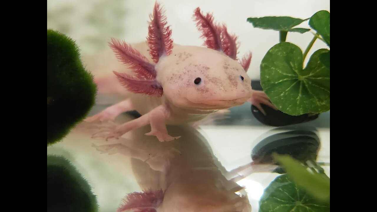 Dying In Dont Starve