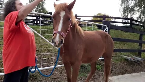 Grooming a young gelding's mane and tail. Just a short little video with Banjo.