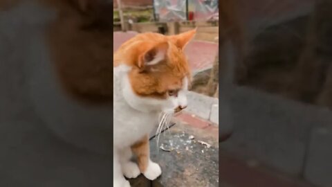 Funny cats, 面白い猫, 有趣的貓, قطط مضحكة😻😻😻🧡🧡 #shorts #ilovecats #viraltiktok #cats #youtubeshorts