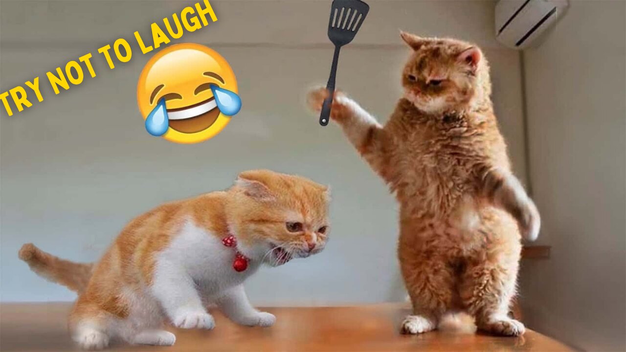 Animal Antics: Hilarious Moments Caught on Camera