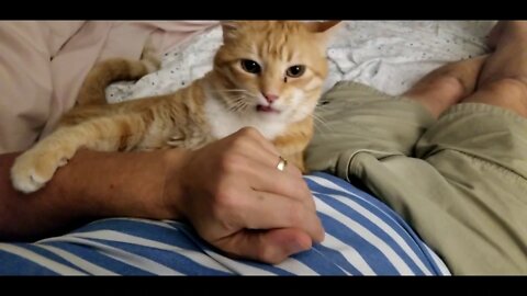 The Most Annoying Cat in the World