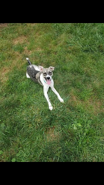 Pepper working on here Food Lure skills today...Let's Go to sit down focus. Yes !!!