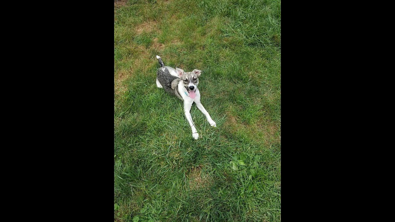 Pepper working on here Food Lure skills today...Let's Go to sit down focus. Yes !!!