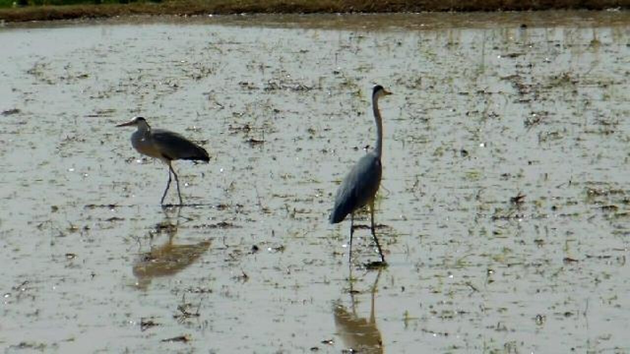 Grey Birdies Hunting in the Rice Fields of Japan