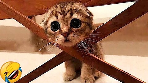 Funny animals 2023😆- Funny cats and dogs videos 🐈🐕