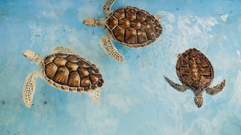 Tortoise 🐢🐢 funn