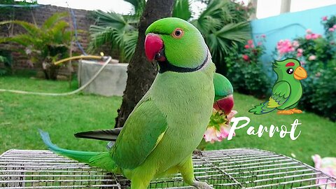 Super Cute Parrot Sounds