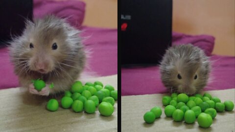 Super Cute Hamster Munching on Peas #shorts