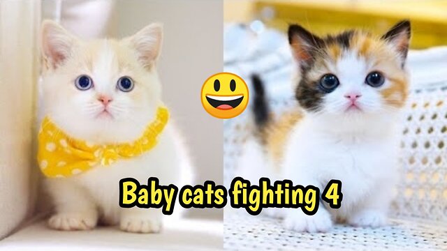 Baby Cats Fighting 4